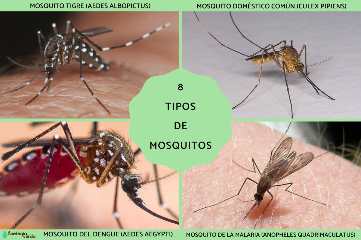 Tipos de mosquitos