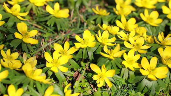 Flores de febrero: las más hermosas que florecen este mes - Acónito de invierno (Eranthis hyemalis)