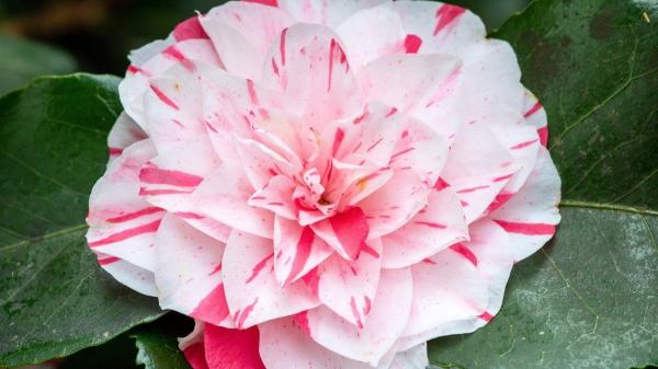 Flores de febrero: las más hermosas que florecen este mes - Camelias japonesas (Camelia japonica)