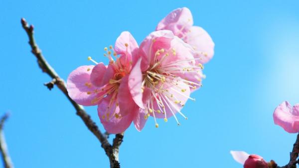 Flores de febrero: las más hermosas que florecen este mes - Ciruela china (Prunus mume)