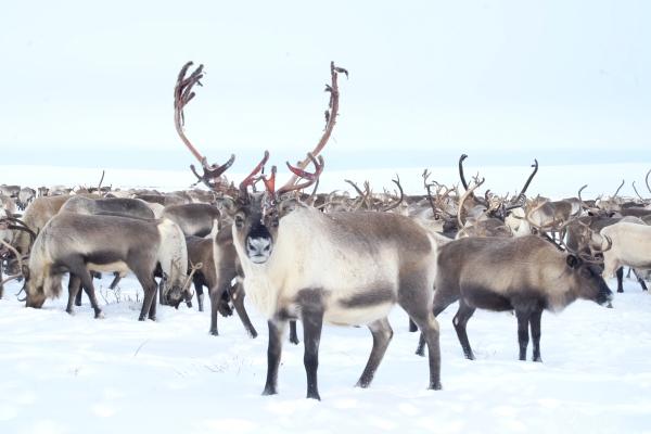 Curiosidades de los renos - ¿Cuál es la función del reno?
