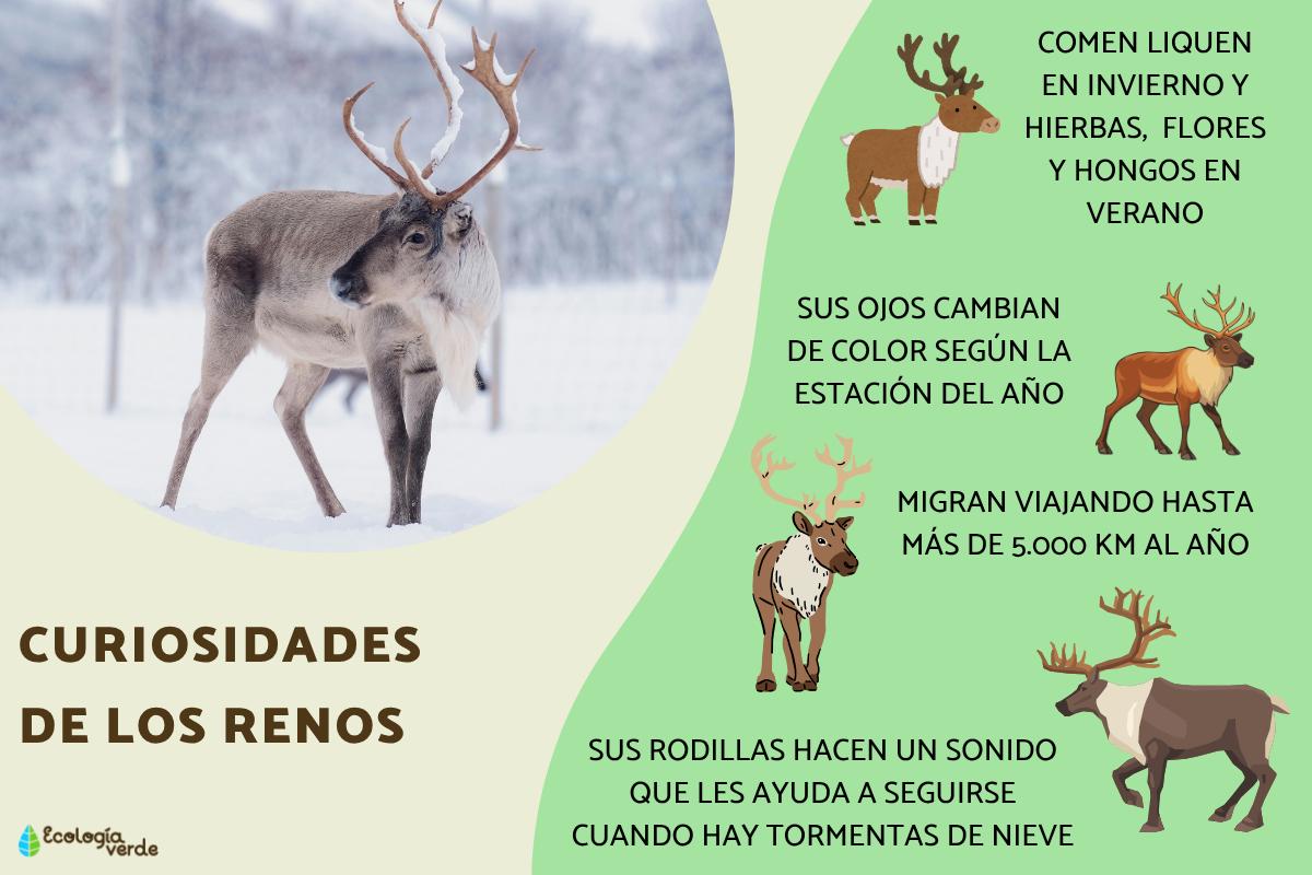 Curiosidades de los renos
