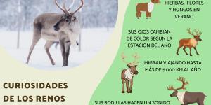 Curiosidades de los renos