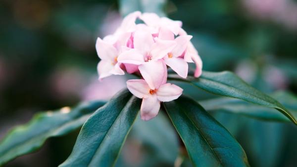 Flores de febrero: las más hermosas que florecen este mes - Dafnes de invierno (Daphne odora)