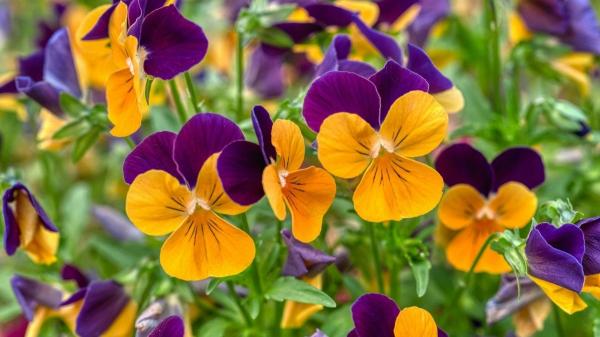 Flores de febrero: las más hermosas que florecen este mes