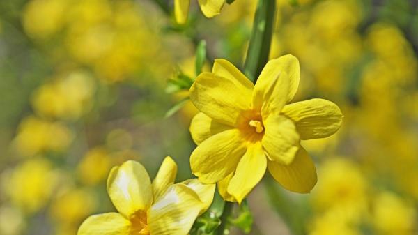 Flores de febrero: las más hermosas que florecen este mes - Jazmín de invierno (Jasminum nudiflorum)