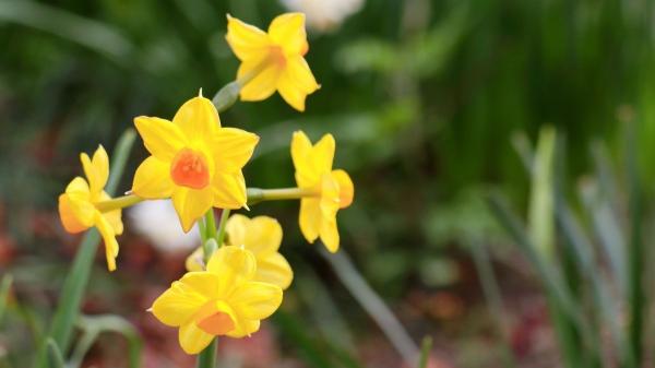 Flores de febrero: las más hermosas que florecen este mes - Narcisos miniatura (Narcissus 'Tête-à-tête')