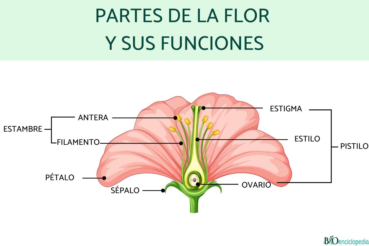 Partes de la flor y sus funciones