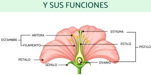 Partes de la flor y sus funciones