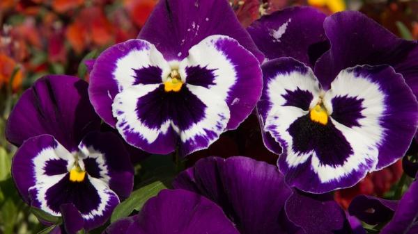 Flores de febrero: las más hermosas que florecen este mes - Pensamientos (Viola x wittrockiana)