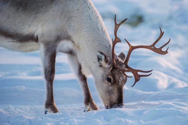 Curiosidades de los renos - ¿Qué comen los renos?
