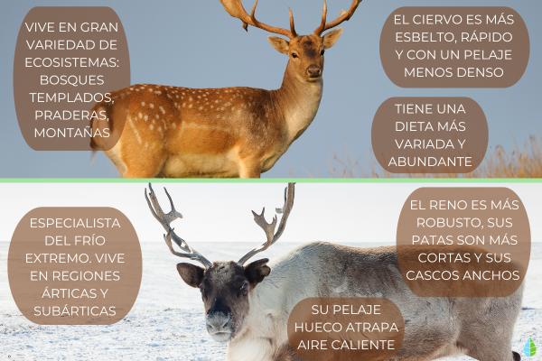 Curiosidades de los renos - ¿Qué diferencias hay entre el reno y el ciervo?