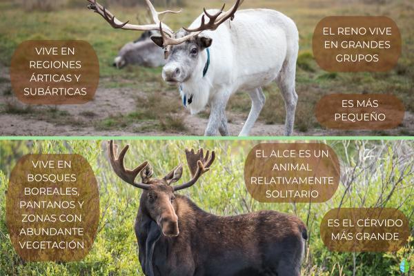 Curiosidades de los renos - ¿Qué diferencias hay entre reno y alce?