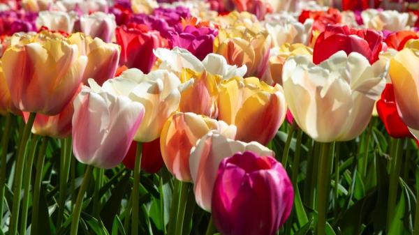 Flores de febrero: las más hermosas que florecen este mes - Tulipanes (Tulipa spp.)