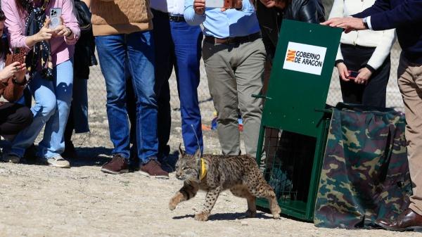 El regreso del lince ibérico: Aragón da el primer paso y su expansión apunta a Cataluña - Así ha sido la reintroducción de los dos linces