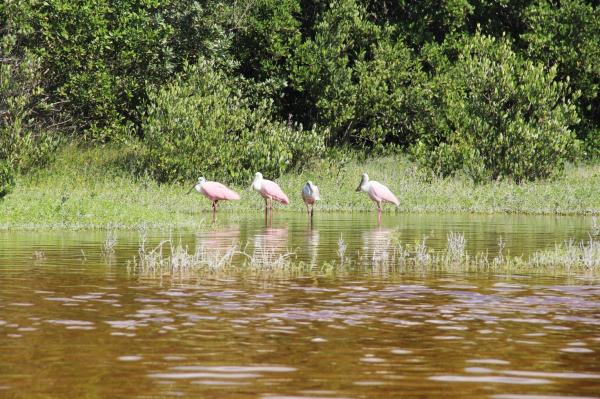 Humedales: qué son, características y tipos - Características de los humedales 