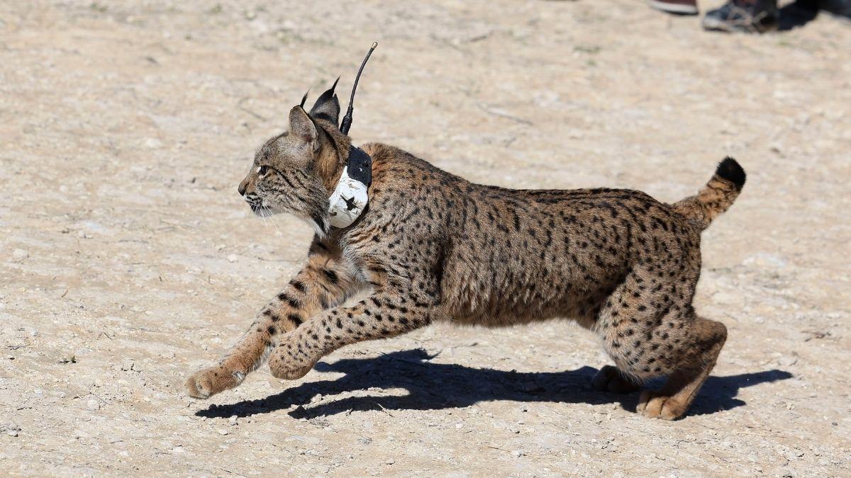 El regreso del lince ibérico: Aragón da el primer paso y su expansión apunta a Cataluña