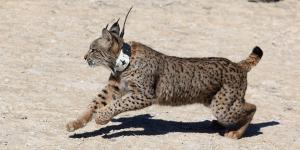 El regreso del lince ibérico: Aragón da el primer paso y su expansión apunta a Cataluña