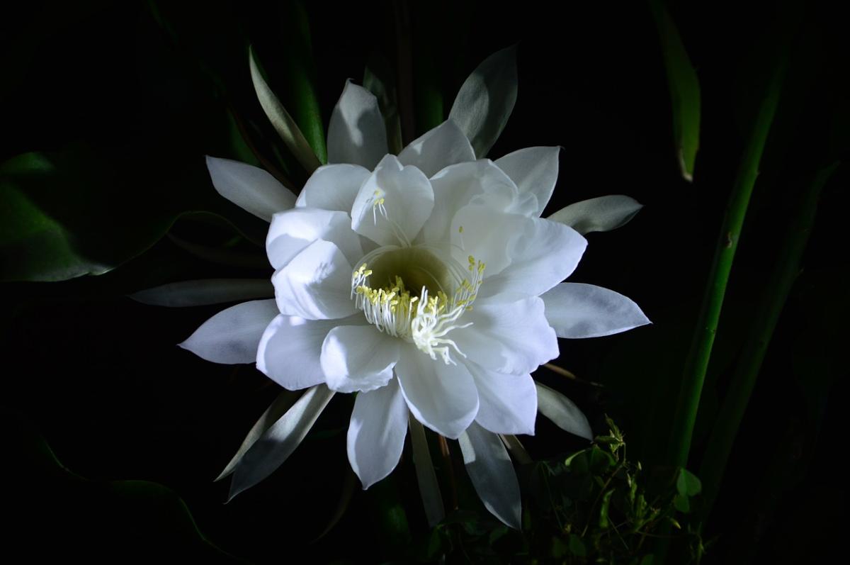 Epiphyllum oxypetalum: cuidados