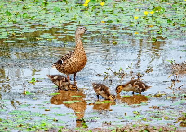 Humedales: qué son, características y tipos - Importancia de los humedales
