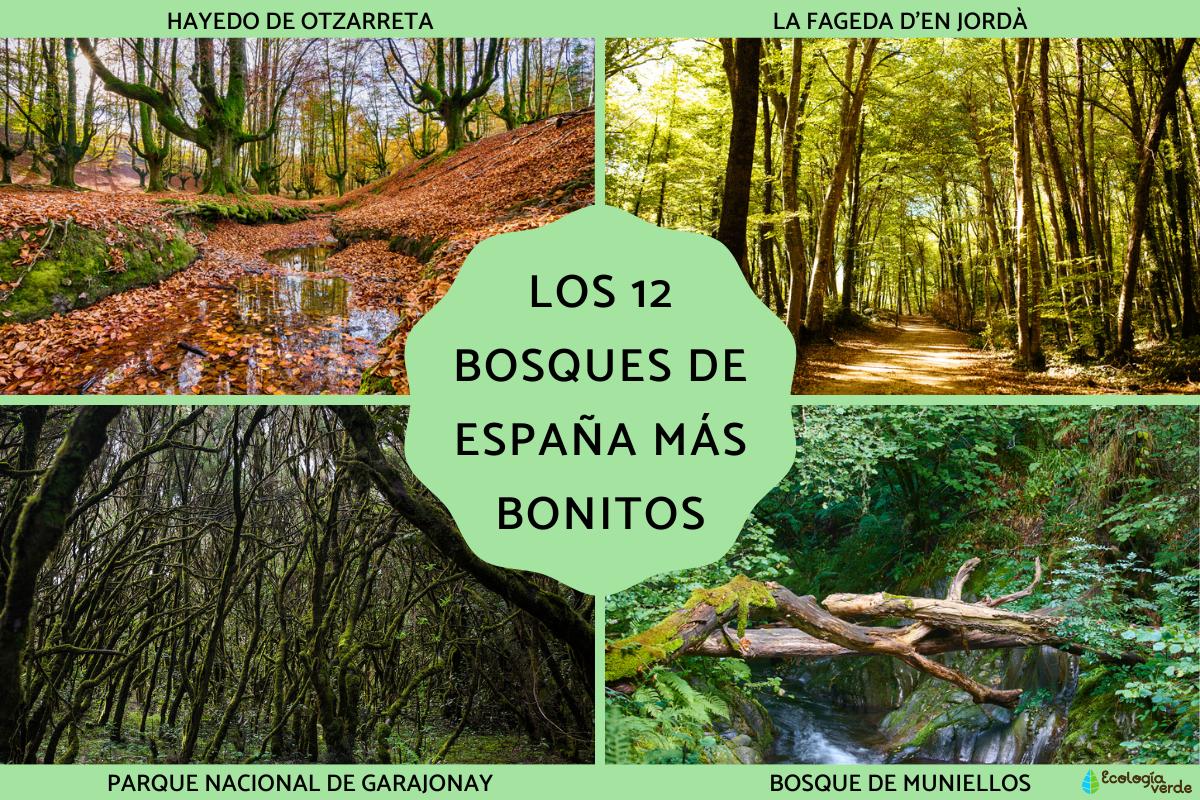 Los bosques de España más bonitos