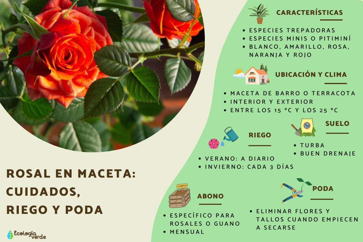 Rosal en maceta: cuidados, riego y poda