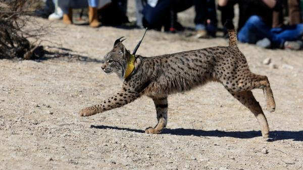 El regreso del lince ibérico: Aragón da el primer paso y su expansión apunta a Cataluña - Un regreso histórico tras más de 40 años