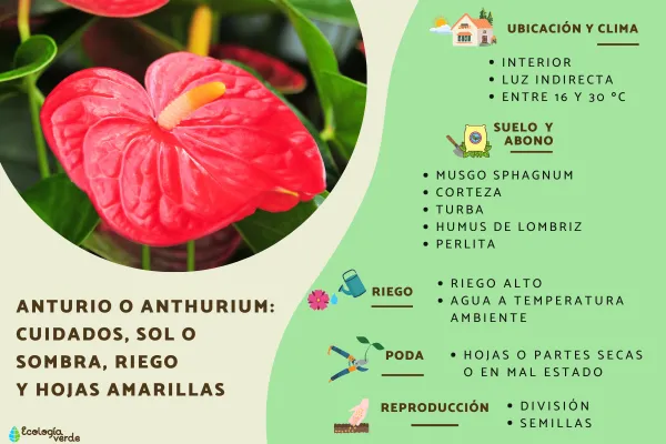 Anturio o Anthurium: cuidados, sol o sombra, riego y hojas amarillas - Gua