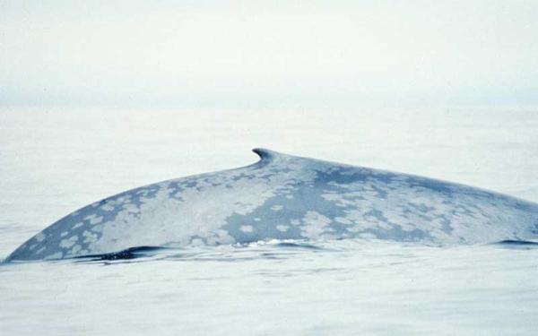 Ballena azul - Características de la ballena azul