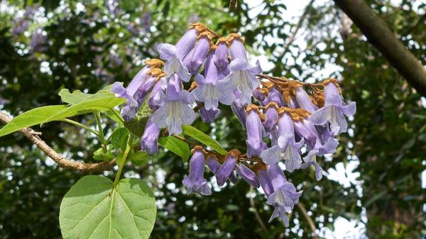 El árbol que crece rápido y da sombra: la opción perfecta para refrescar tu jardín este verano - Cómo este árbol ayuda a reducir la temperatura en verano