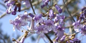El árbol que crece rápido y da sombra: la opción perfecta para refrescar tu jardín este verano