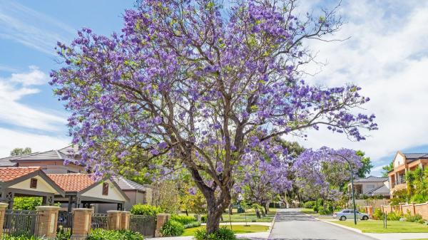 El árbol que crece rápido y da sombra: la opción perfecta para refrescar tu jardín este verano - Este árbol crece varios metros al año y proporciona sombra en poco tiempo