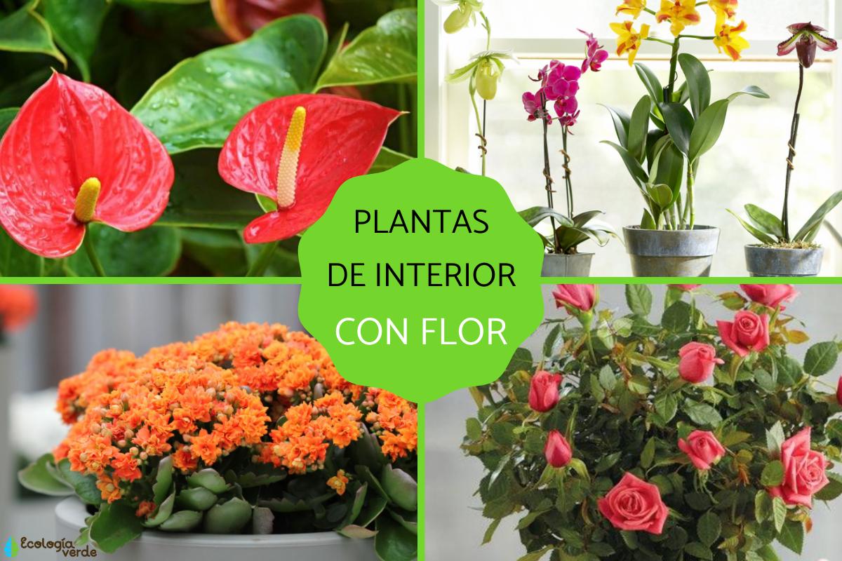 Plantas de interior con flor