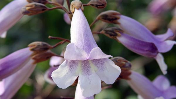 El árbol que crece rápido y da sombra: la opción perfecta para refrescar tu jardín este verano - Sus flores violetas atraen a las abejas y favorecen la biodiversidad