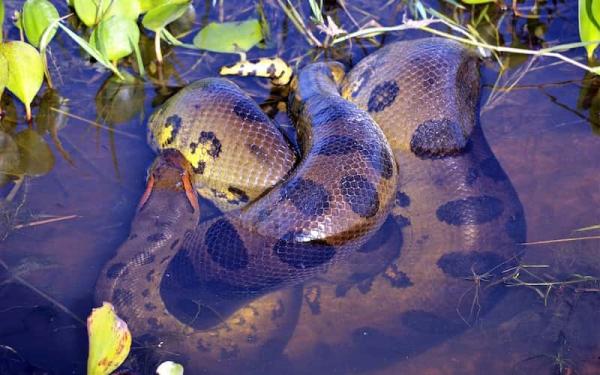 Animales Terrestres y Acuáticos - Algunos ejemplos de animales acuáticos