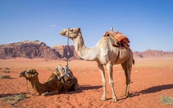 Animales Terrestres y Acuáticos - Animales acuáticos