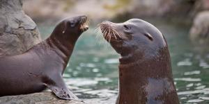 Animales Terrestres y Acuáticos