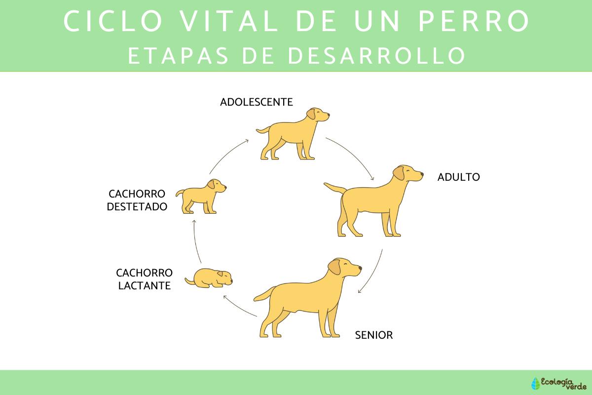 Ciclo de vida del perro