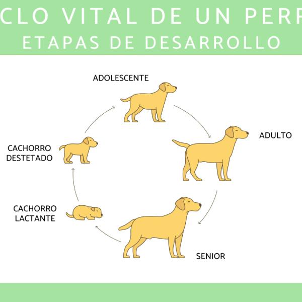 Ciclos de Vida (Life Cycles): El Ciclo de Vida de Un Perro (a