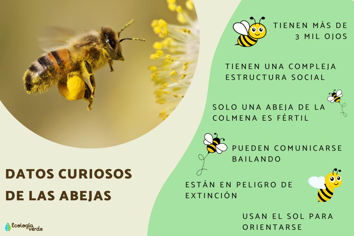 Curiosidades de las abejas