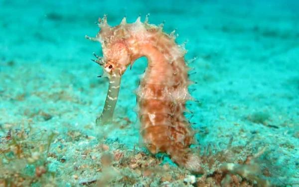 Animales Terrestres y Acuáticos - Ejemplos de animales terrestres