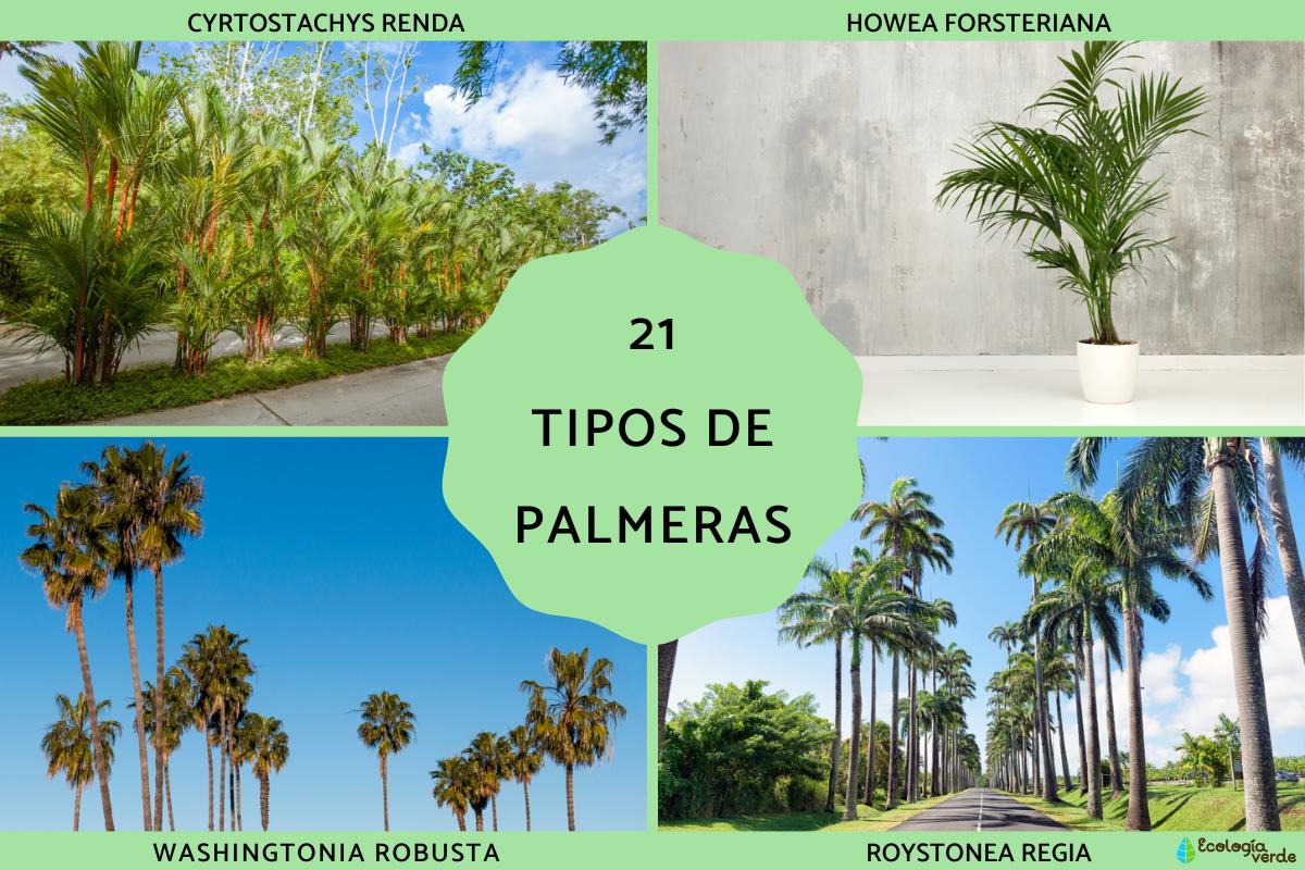 Tipos de palmeras