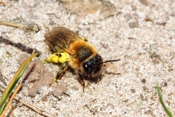 Tipos de abejas - Abejas de la familia Andrenidae