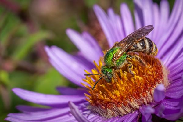 Tipos de abejas - Abejas de la familia Halictidae