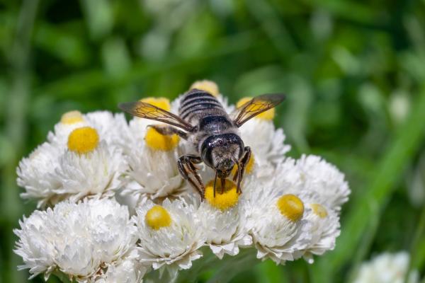 Tipos de abejas - Abejas de la familia Megachilidae