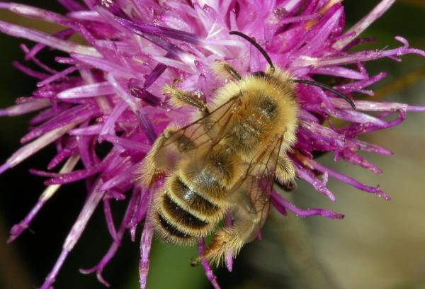 Tipos de abejas - Abejas de la familia Melittidae