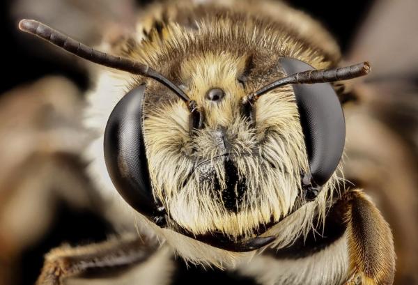 Tipos de abejas - Abejas de la familia Stenotritidae