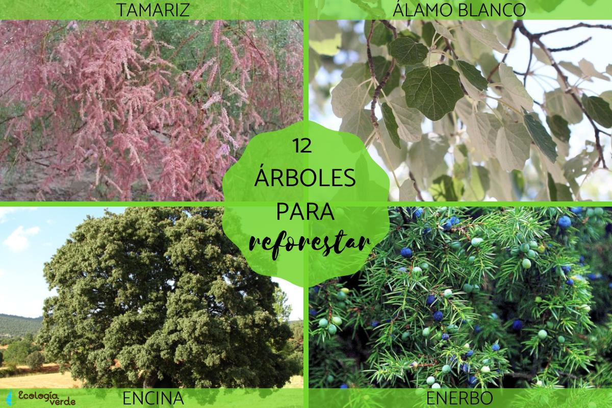 Árboles para reforestar