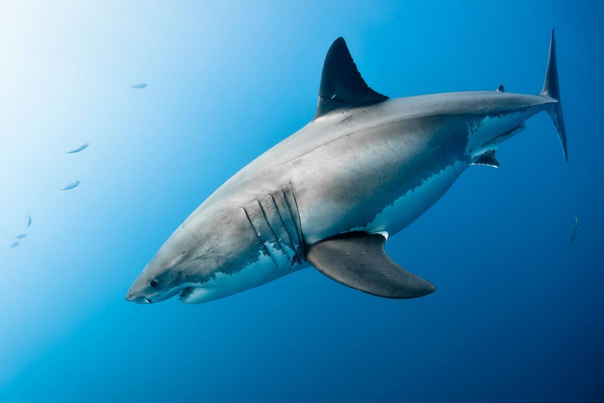 Cordados: qué son, características y ejemplos