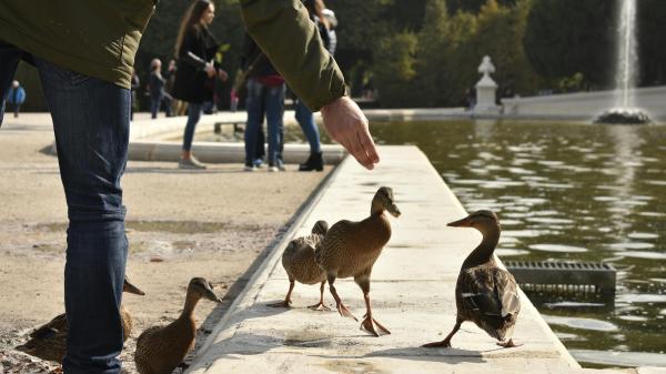 Felipe Morales, biólogo: “Dar pan a los patos parece un buen gesto, pero acaba perjudicándolos” - El problema continúa incluso después de que el pato se coma el pan